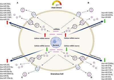 Extracellular Vesicles as Mediators of Environmental and Metabolic Stress Coping Mechanisms During Mammalian Follicular Development